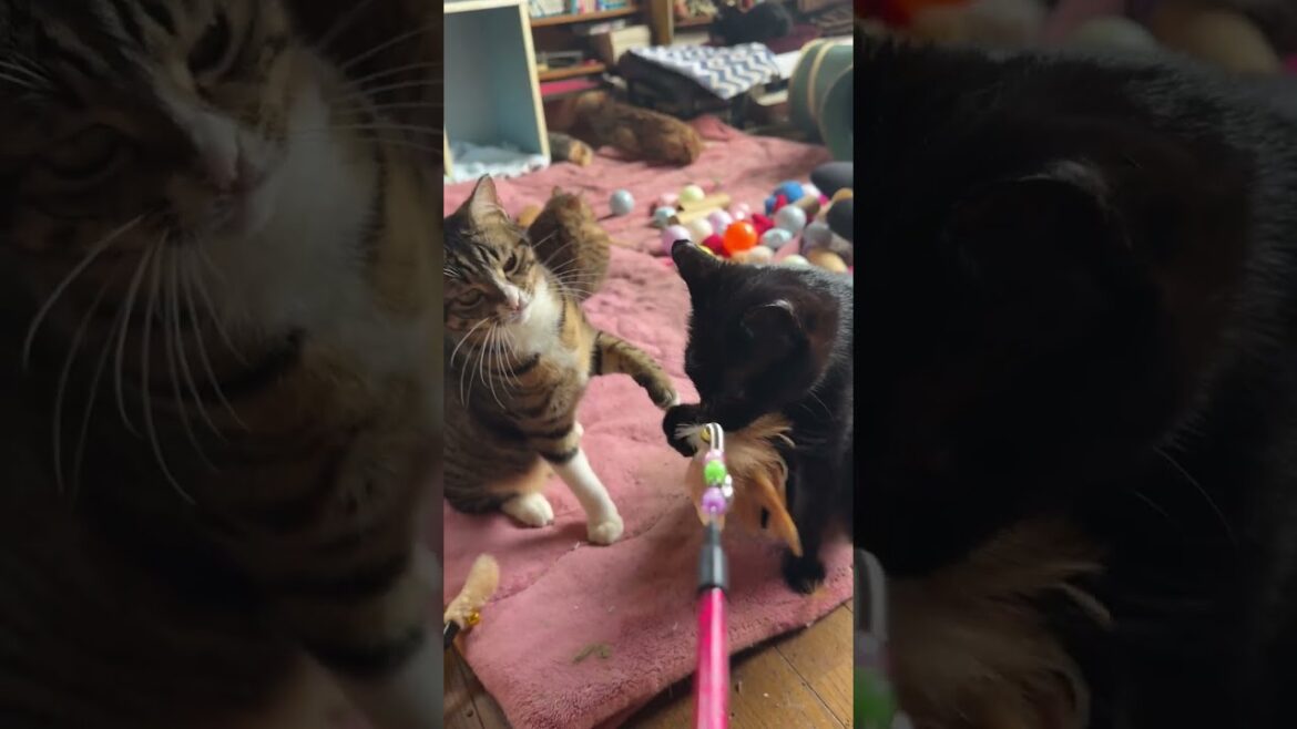 シャムの子ネコ雫ちゃんに、主とのネコジャラシで遊ぶ姿を見せるキジシロのルルと黒猫くー