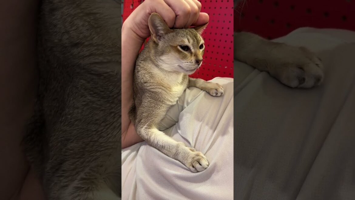 転がっている人間によじ登って甘えちゃうシンガプーラなのにゃ♪#cat #シンガプーラ#singapura