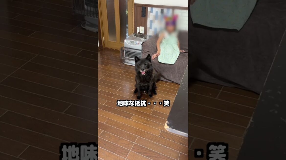 【一代一主】甲斐犬らしさって、実はこういうことです
