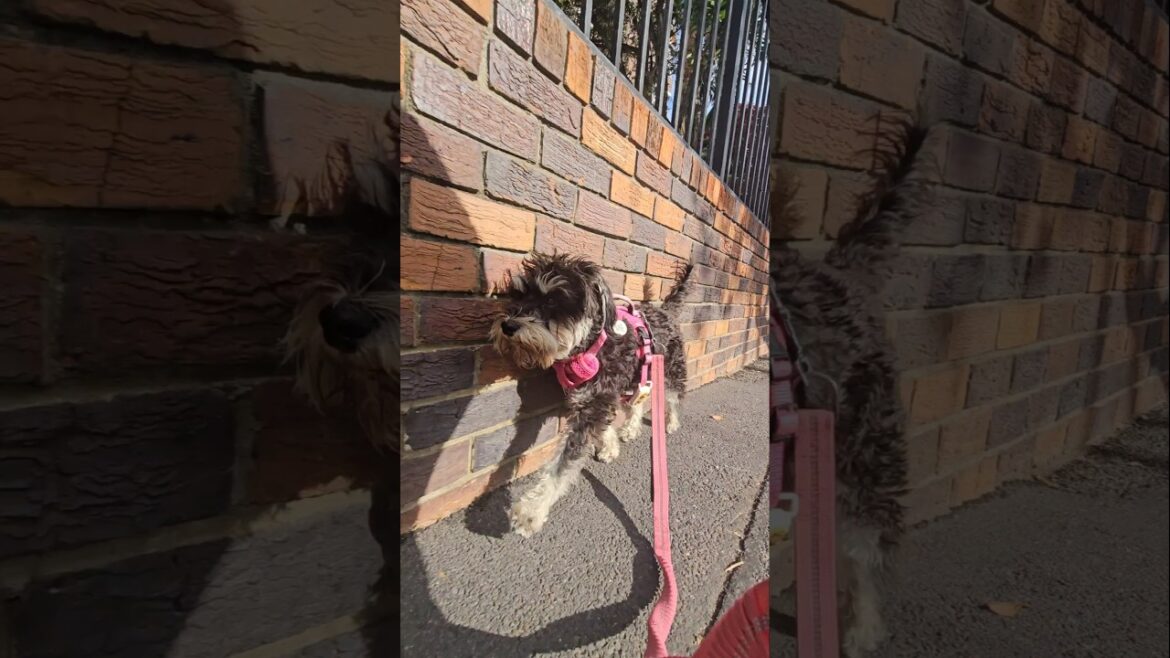 Miniature Schnauzer Walking To Get Pampered