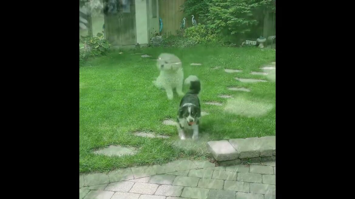 Expectation Vs Reality: Barkley the Mini Aussie and Patches the Shih Tzu Mix Fetch edition!🎾🐕