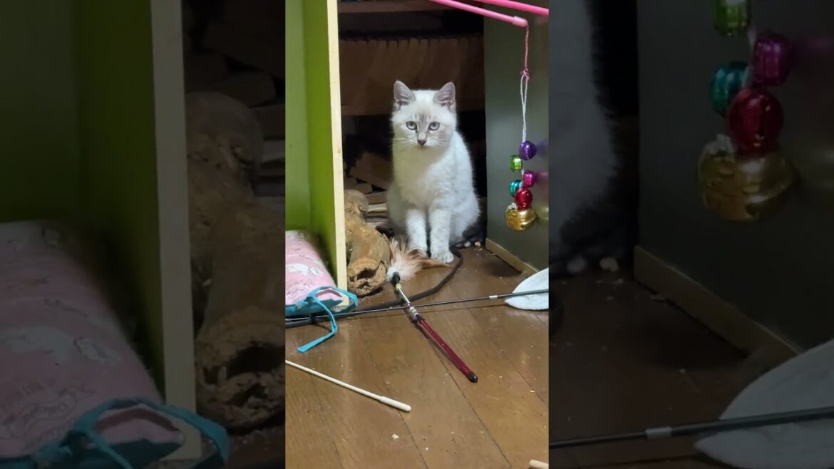 シャムの子ネコ雫に、羽根の付いたネコジャラシ、床に置いてみた
