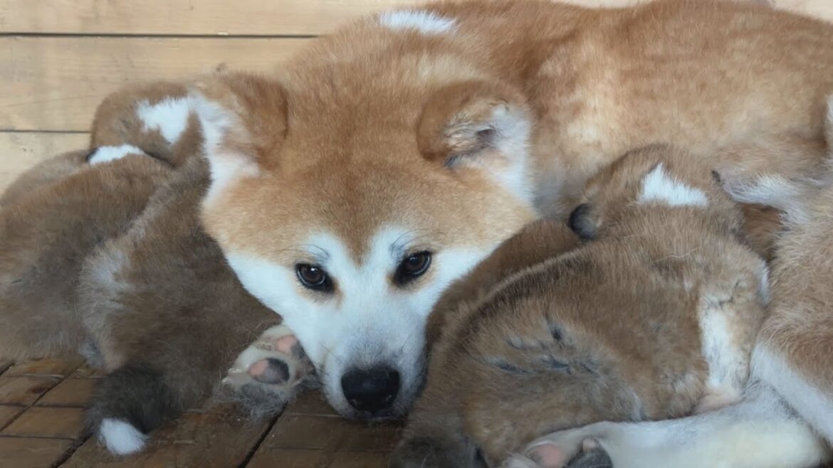 みんなママと一緒がいい　秋田犬の赤ちゃんに囲まれる幸せ