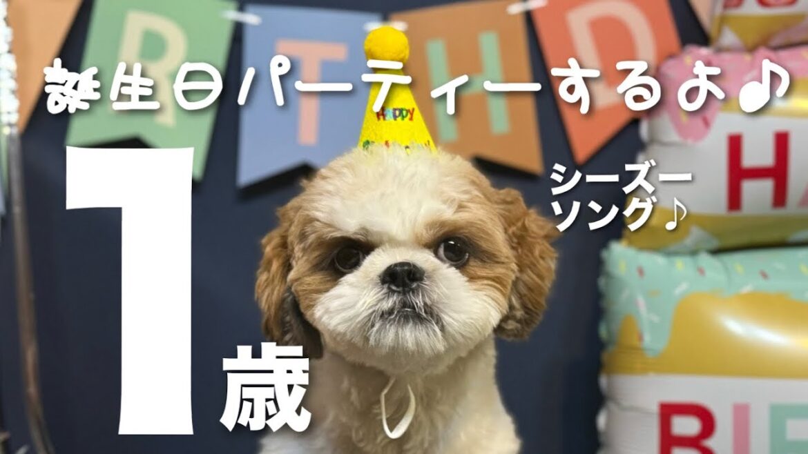 【シーズー】祝１歳！誕生日パーティーと生後２ヶ月からを振り返ります♪親バカ全開動画！