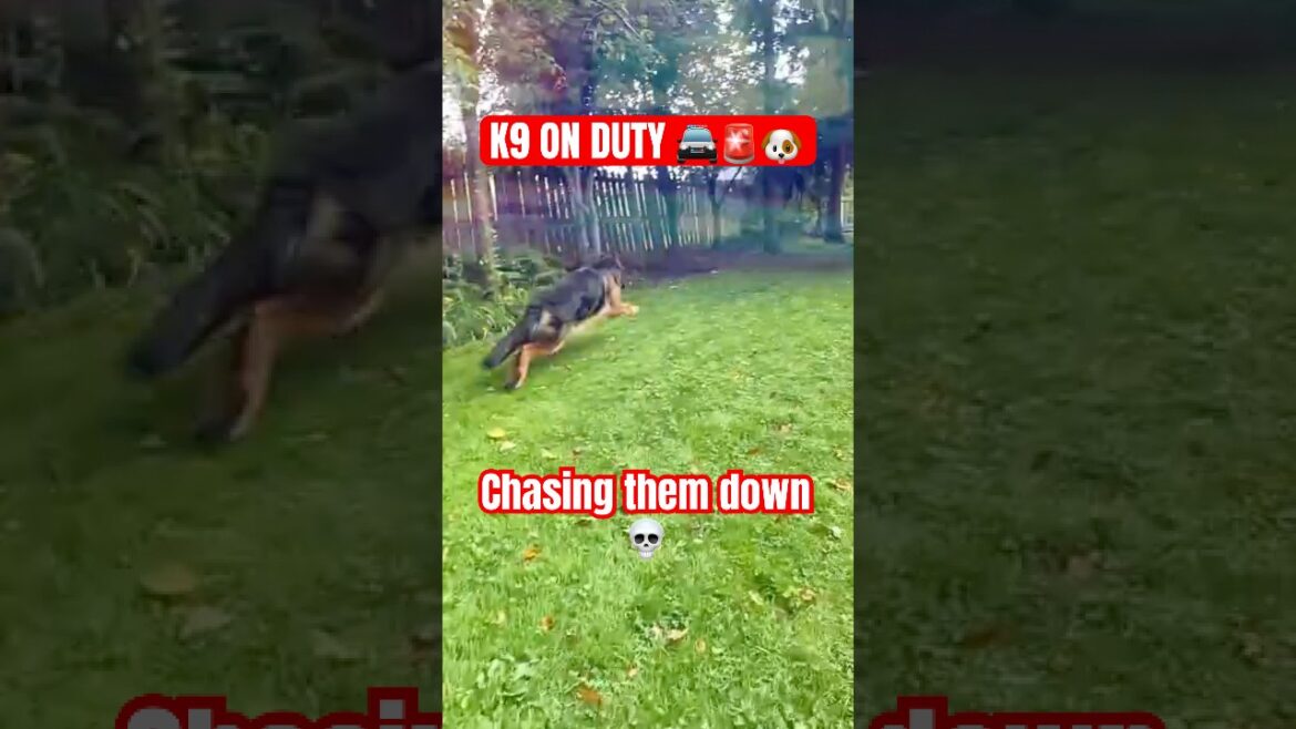 The Chase Is On! ๐๐จ K9 Lainey x Bad Boys Theme The Chase Is On! ๐๐จ K9 Lainey x Bad Boys Theme