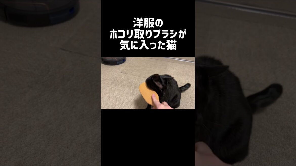 このブラシで服に付いた猫毛を取る予定だったのだが😭#cat #猫 #かわいい