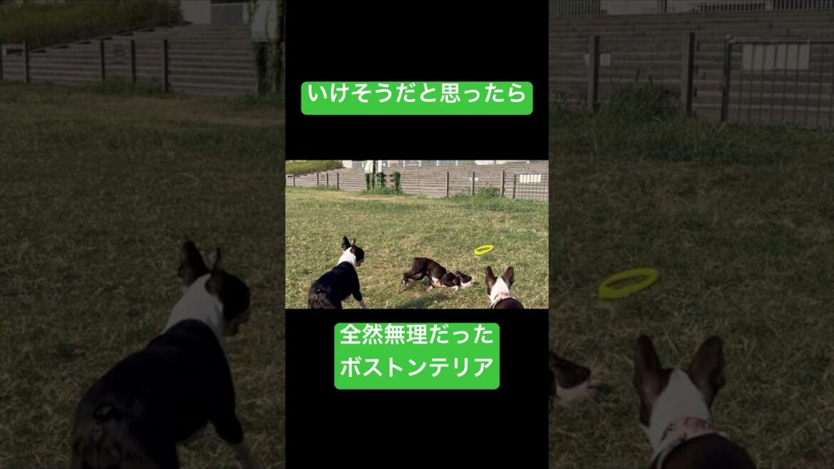 それでも彼は飛び続ける。　#ボストンテリア #bostonterrier #puppy #いぬのいる暮らし #散歩 #pets