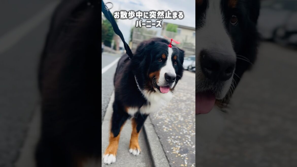動かなくなったバーニーズ🐾効くのはやっぱりこの言葉‼️