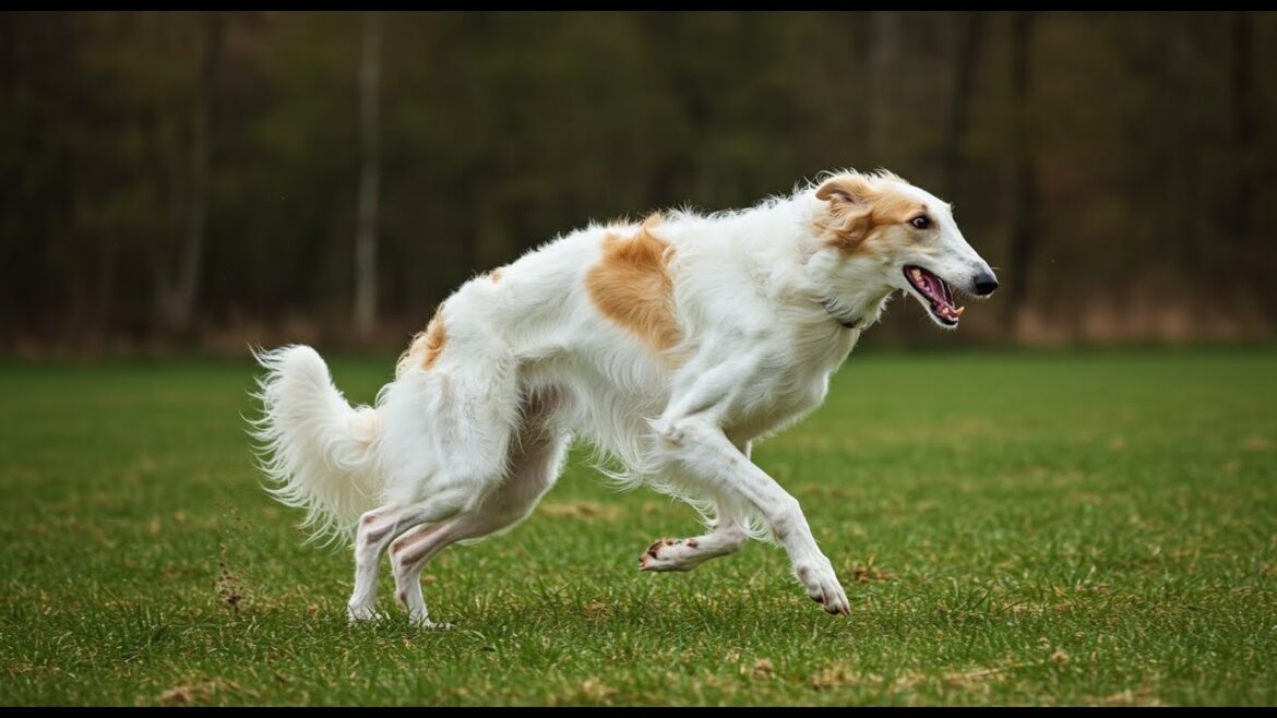 ボルゾイって実は…！知れば知るほどクセになる　#動物 #雑学 #プチ知識 #犬