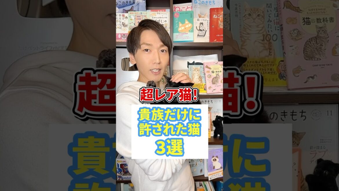 超レア猫！貴族だけに許された猫3選 #猫 #cat #猫になりたい