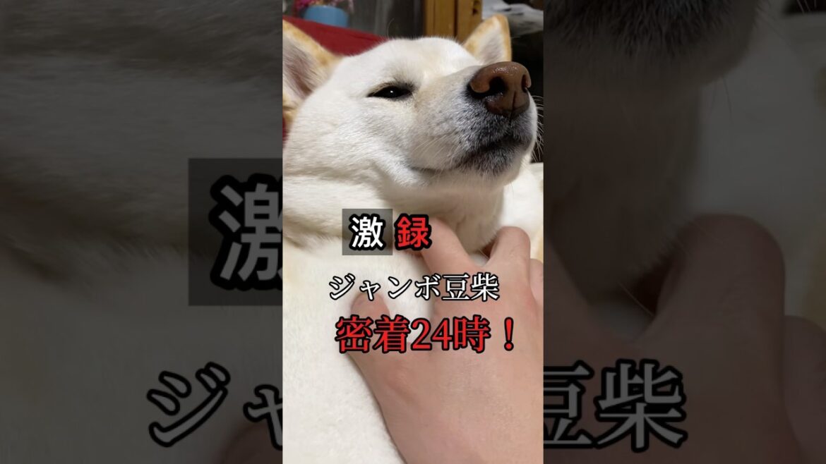激録ジャンボ豆柴密着24時！柴犬との暮らしはこんな感じです🤣　#shorts #柴犬 #犬 #dog