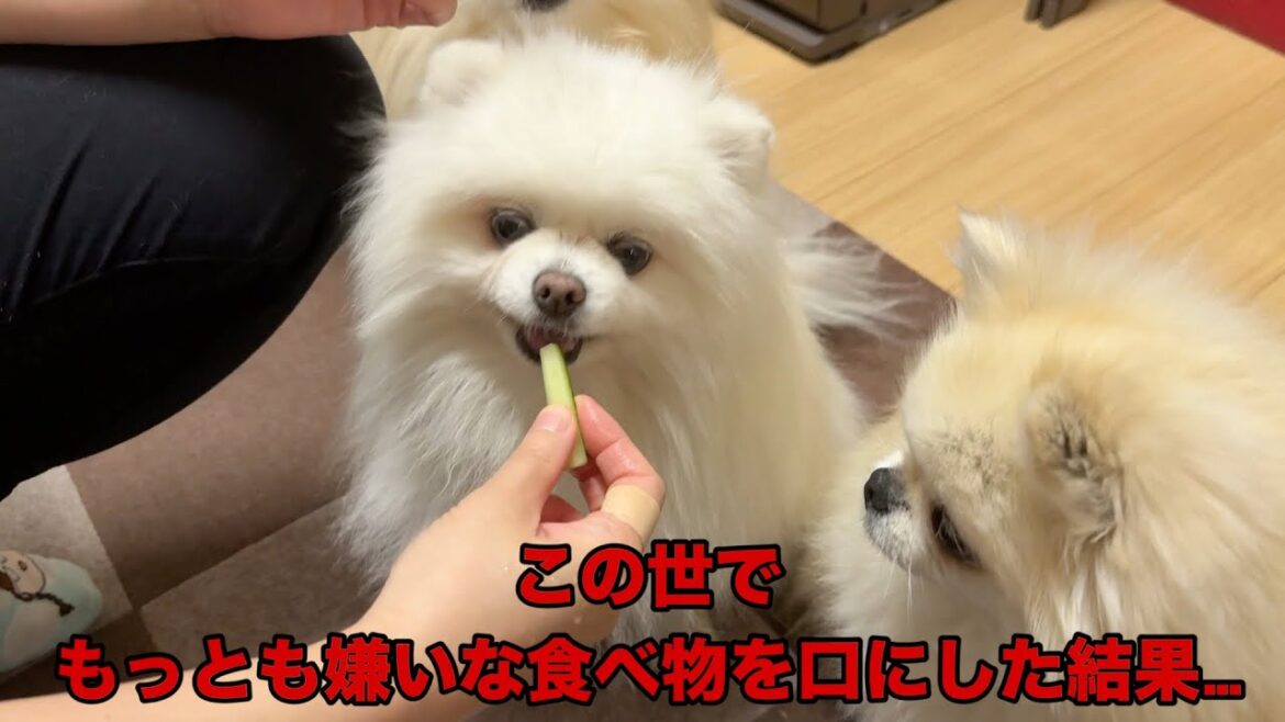 大嫌いなきゅうりを食べたポメラニアンの仰天行動がこちらです 大嫌いなきゅうりを食べたポメラニアンの仰天行動がこちらです