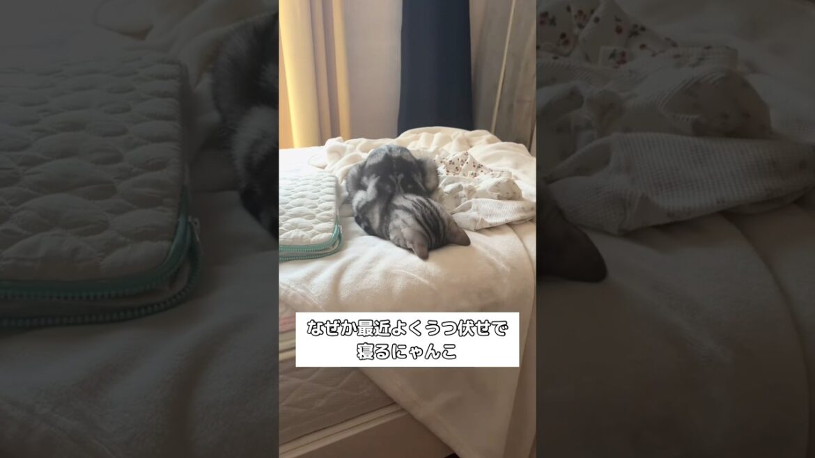 最近よくうつ伏せで寝てるんだけどなんで？ #アメリカンショートヘア #アメショ #shorts