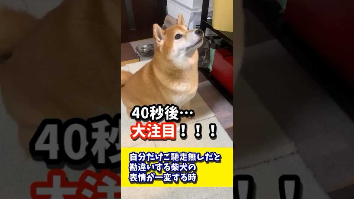 自分だけご馳走無しだと勘違いする柴犬の表情が一変する時 #shibadog #柴犬 #sibainu  #犬のいる生活 #shorts 自分だけご馳走無しだと勘違いする柴犬の表情が一変する時 #shibadog #柴犬 #sibainu  #犬のいる生活 #shorts