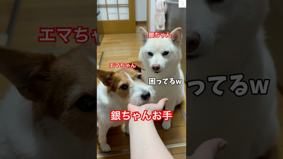 銀ちゃんお手‼️困ってる😂　　　　#白柴　#柴犬　#ジャックラッセルテリア  #犬　#面白い