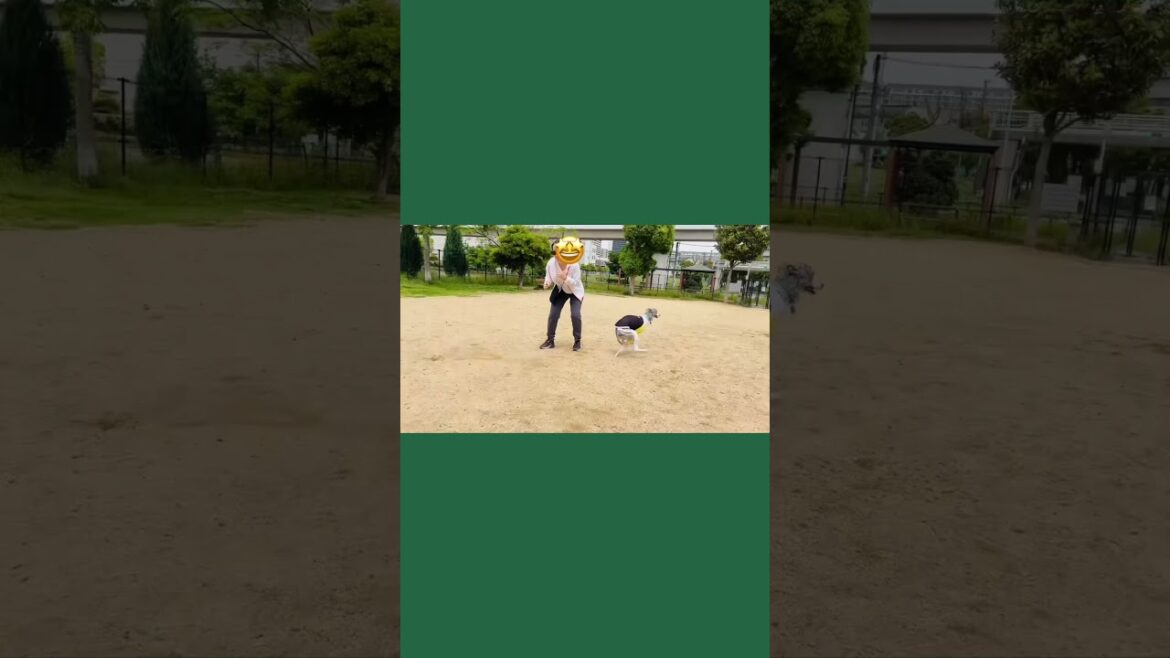 ウィペットの子犬ドッグランで走る　"Whippet 7month old Puppy Running at the Dog Park"#whippet #ウィペット