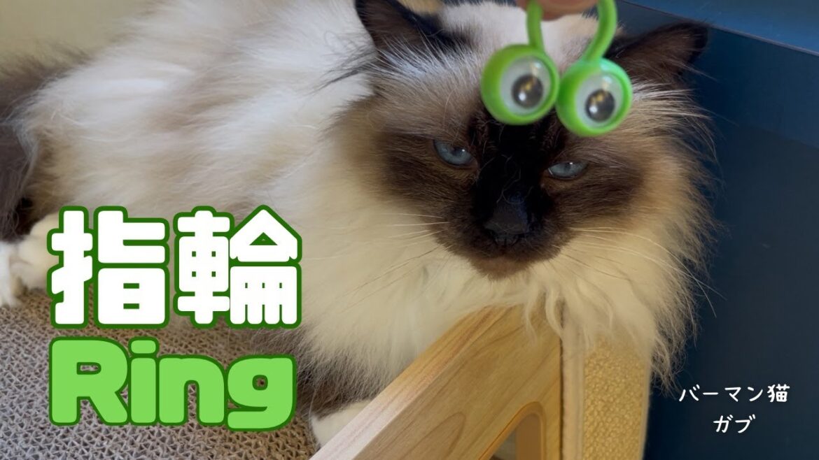バーマン猫ラフとガブ【指輪】Ring（バーマン猫）Birman/Cat