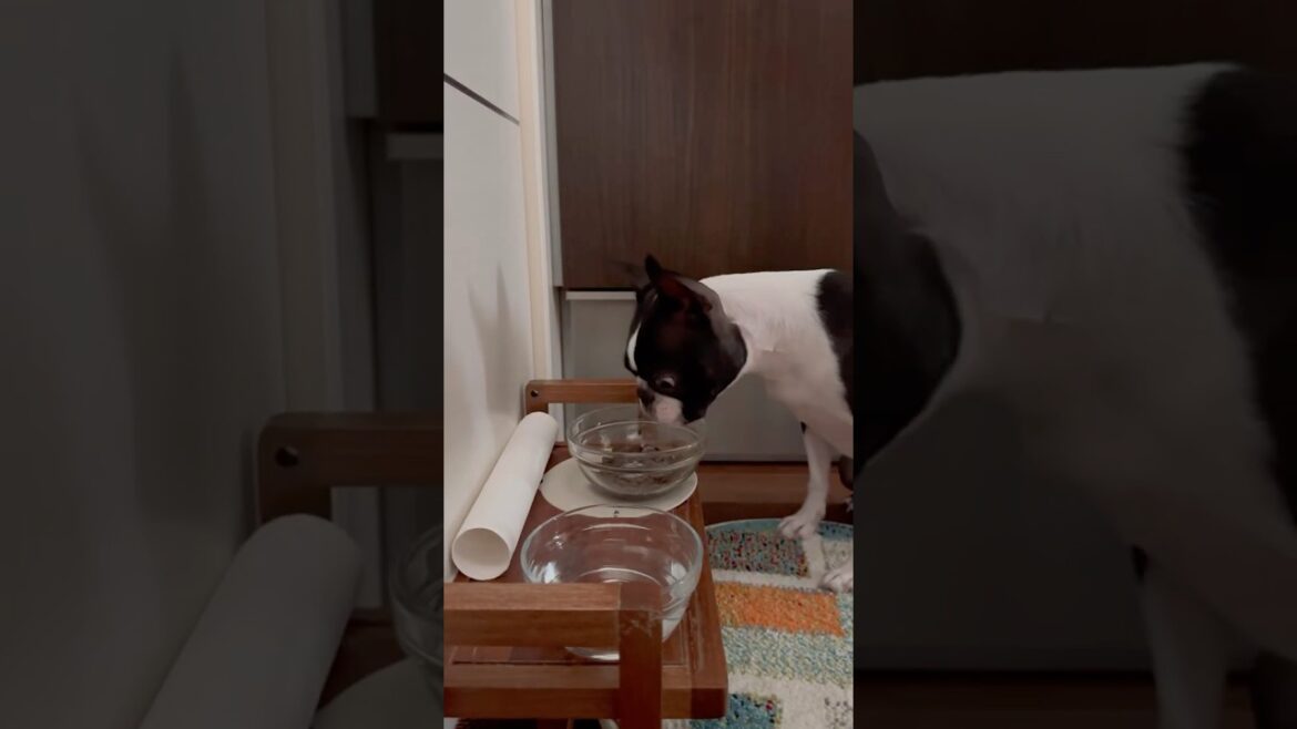 おはよう！メルの朝ごはん #ボストンテリア #ボステリ #bostonterrier