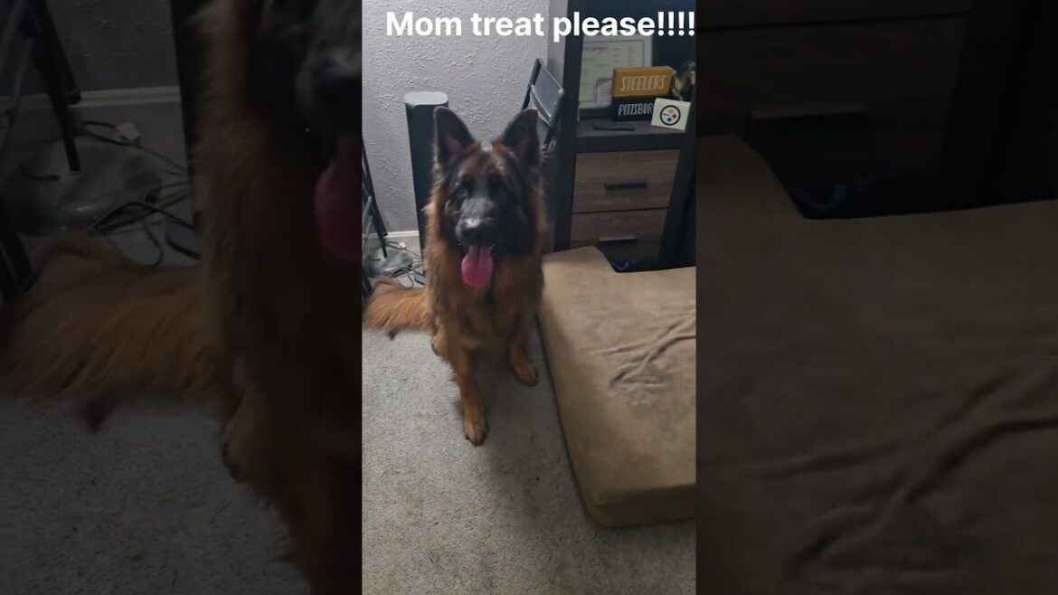 August 25, 2025 #germanshepherd #gsdforever