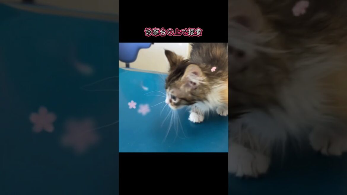 初対面のサイベリアンと健康診断に行った後は犬の上でお昼寝💤#マンチキン子猫 #マンチカンブリーダー #ななはちずルーム #神メソッド #飼い主様募集中