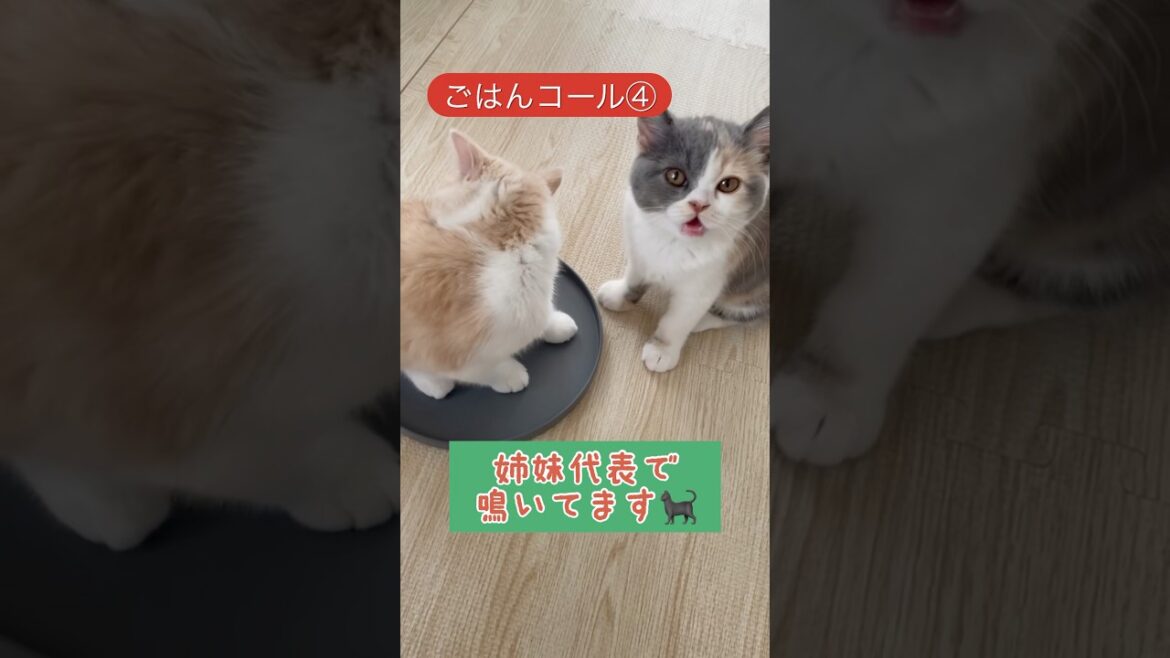 ご飯ちょうだーい🍚🐈‍⬛ #ブリティッシュショートヘア  #姉妹猫 #子猫 #猫動画 #猫好き  #kitten #かわいい #癒し#cat #ショート動画 #猫のいる生活 #shorts