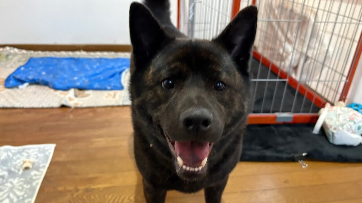 #夕暮れに犬と戯れ散歩する。微笑みの君を永遠にわすれぬ。