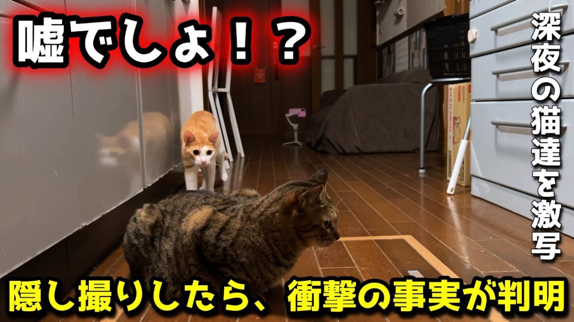 深夜の猫達を隠し撮りしたら、衝撃の事実が判明しました【甲斐犬と猫】 深夜の猫達を隠し撮りしたら、衝撃の事実が判明しました【甲斐犬と猫】