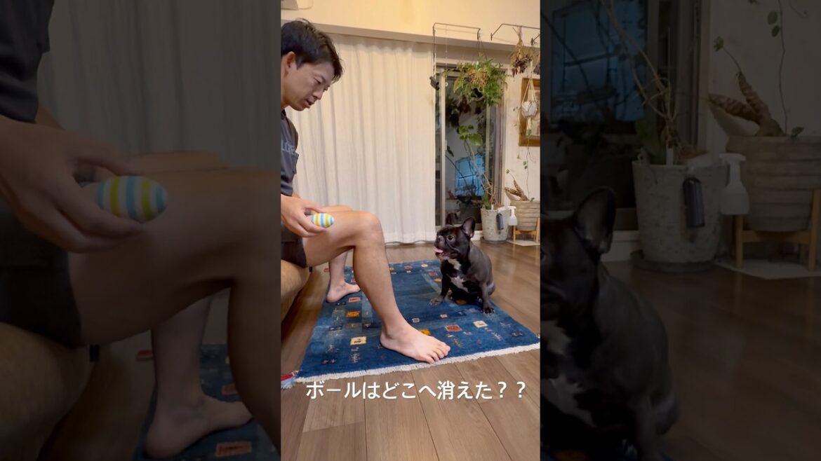 ボールが消えたことが不思議なほたる。#フレンチブルドッグ #犬のいる生活