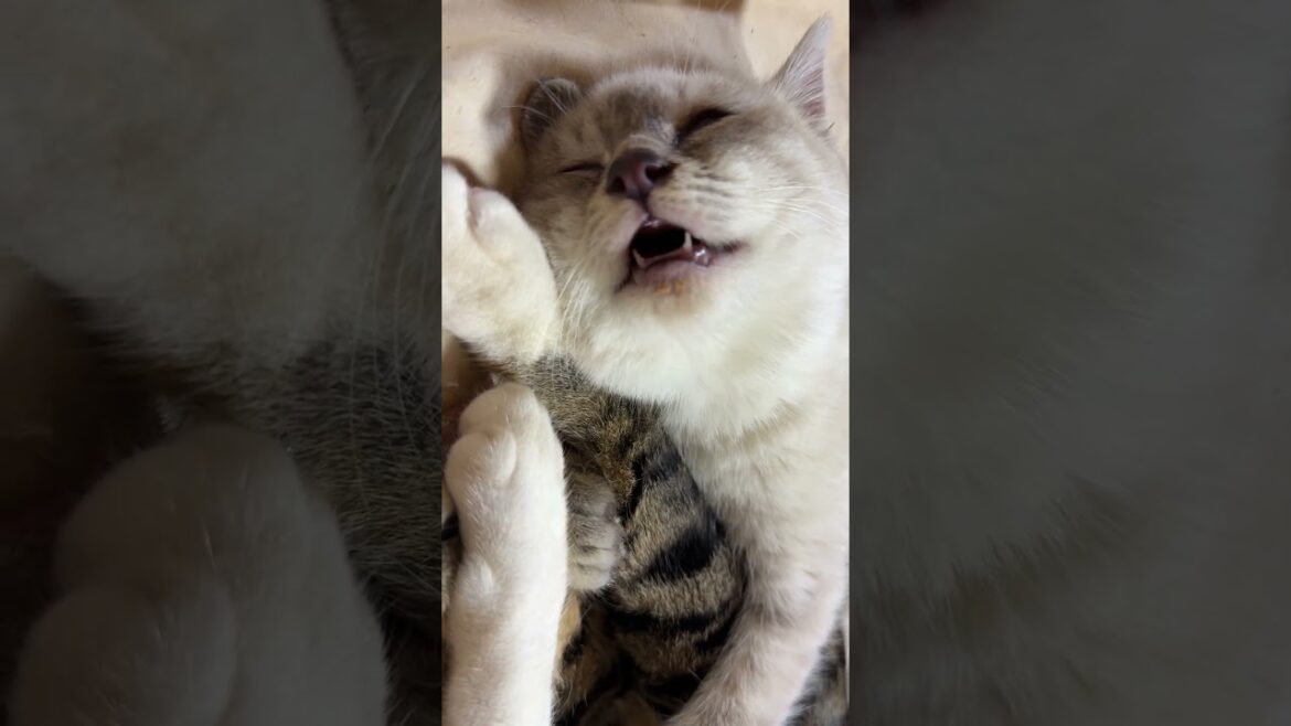 シャムの子ネコ雫。キジシロのルルに寄り添って、変な顔で寝るw。黒猫くーも、そばで寝る