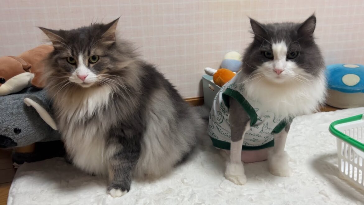 【微妙な距離】やっとお兄ちゃんを認識し始めた…！？甘えん坊なノルウェージャンフォレストキャット♡