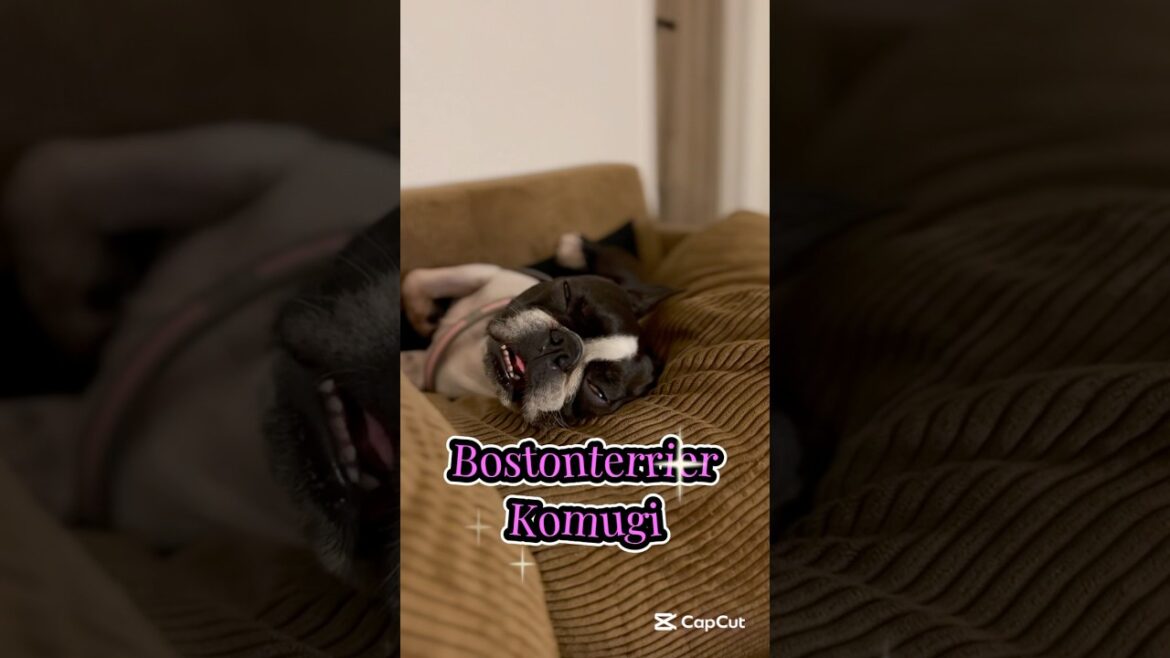 常に撮れ高抜群犬🐶📸✨ 【ボストンテリア】こむぎ #shorts