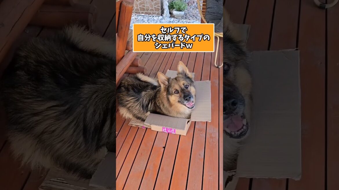 仕事で疲れた皆に贈る笑いと癒しのシェパード5選ww　#シェパード #笑える #癒し #大型犬のいる生活 #大型犬のいる暮らし #元気になる動画