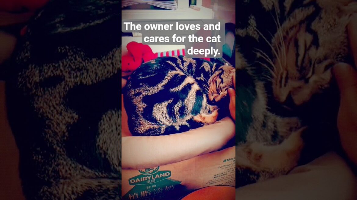 香港店貓咪#kitten   #lovesong  #pets  #catvideos  #cat  #pets #cute #動物