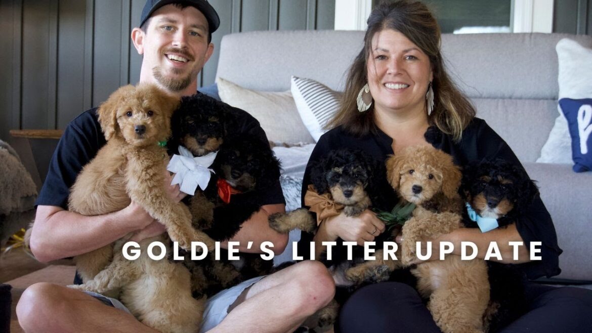 Goldie's F2 Mini Golden Mountaindoodle Puppies | Litter Update!!