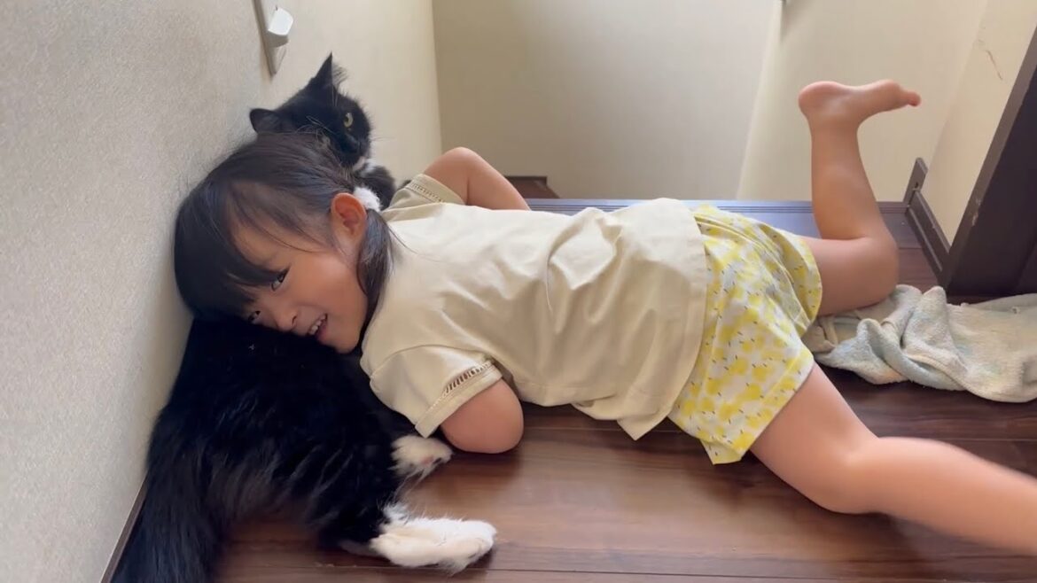 猫吸いされる猫　ラガマフィンA cat being touched. Ragamuffin
