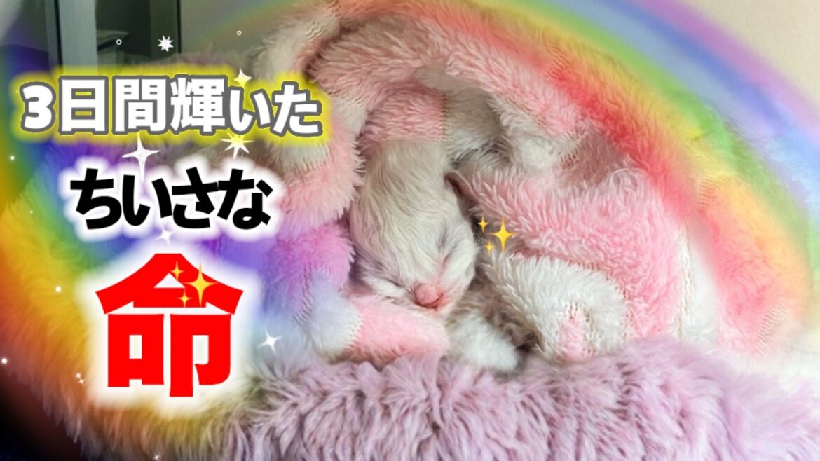 【涙腺崩壊😭赤ちゃん子猫生後3日】永眠した赤ちゃんを必死に起こそうとする母猫〜我が子との早すぎる別れ〜 【涙腺崩壊😭赤ちゃん子猫生後3日】永眠した赤ちゃんを必死に起こそうとする母猫〜我が子との早すぎる別れ〜