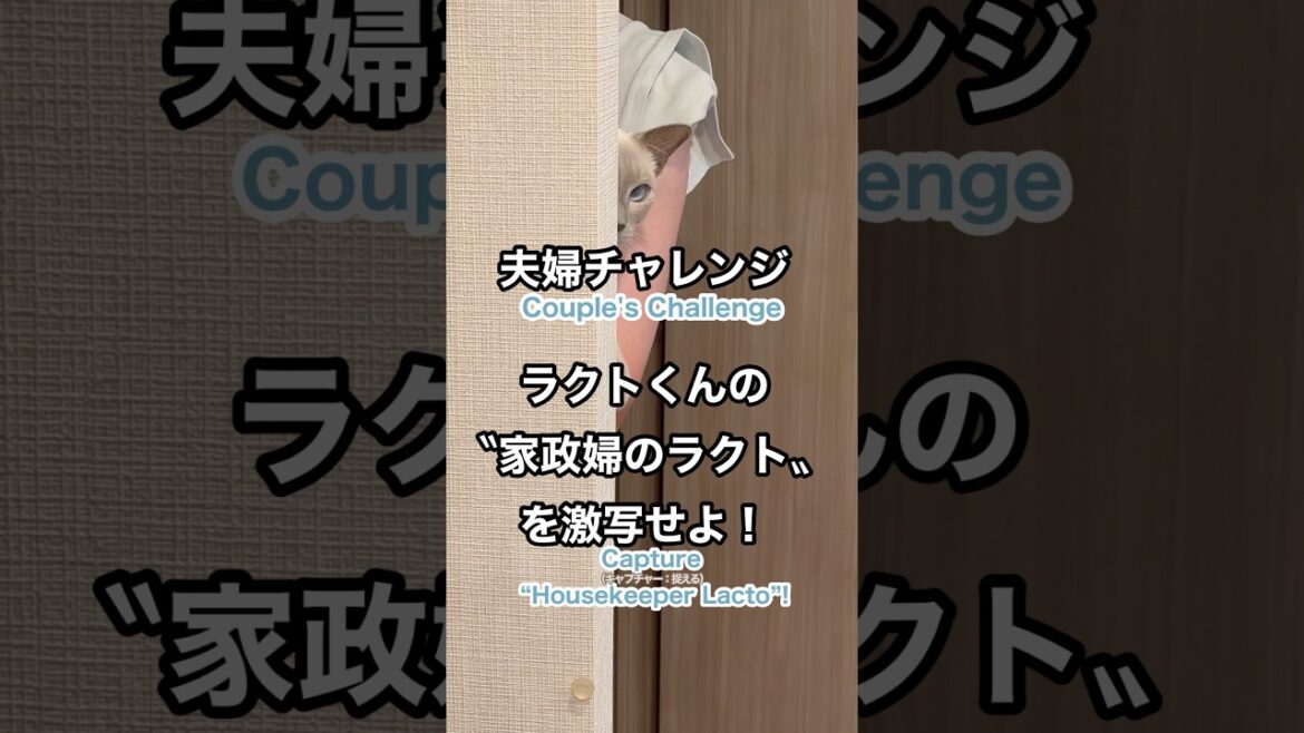 【トンキニーズ】夫婦チャレンジ！猫が壁から覗く家政婦顔が可愛すぎる😏Couple Challenge! Cat’s “Housekeeper” Peek 😏 #猫動画 #トンキニーズ #かわいい猫