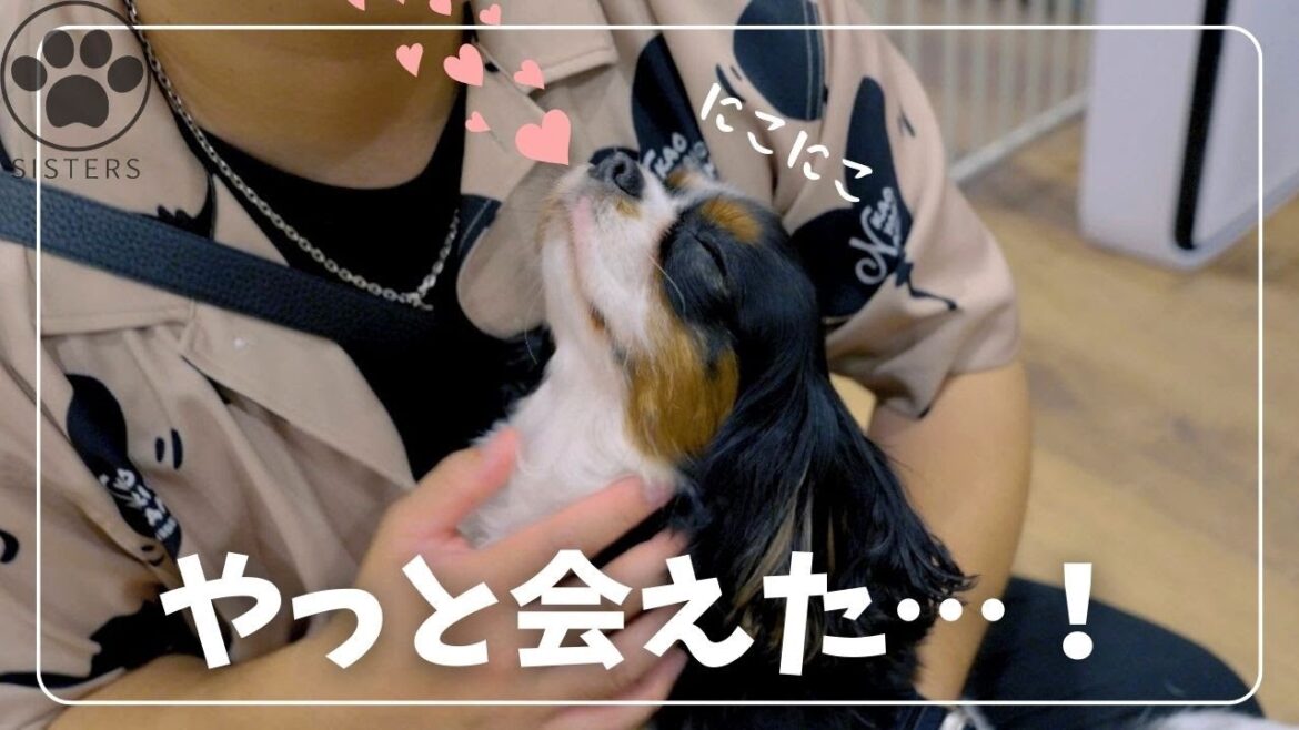 大好きなパパと久しぶりの再会…！！！ニコニコが止まらないキャバリアが可愛すぎる