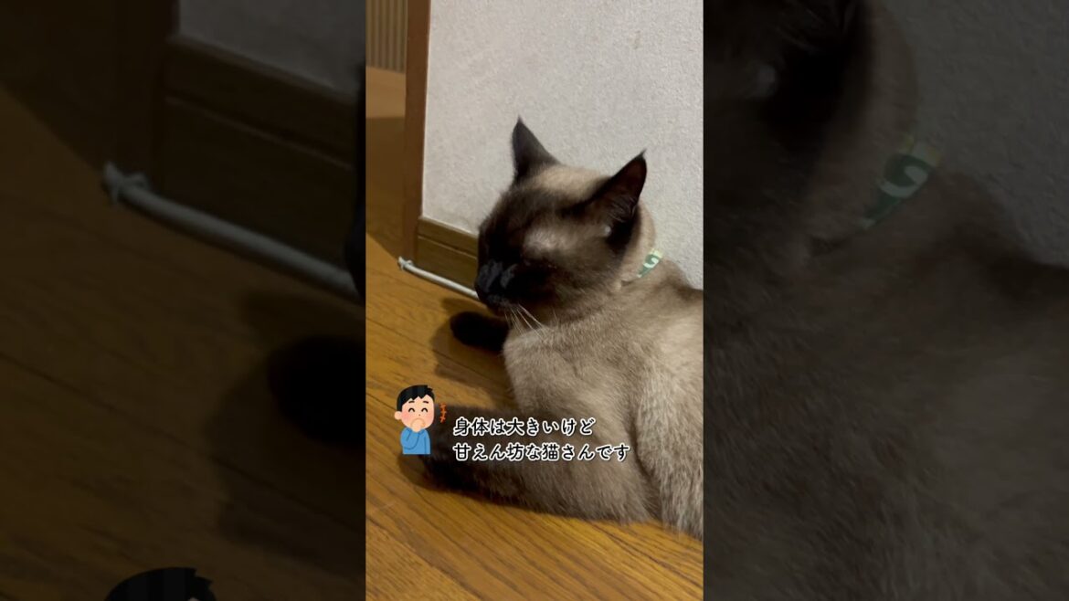 CS640 飼い主の側が好きな猫 #シャム猫