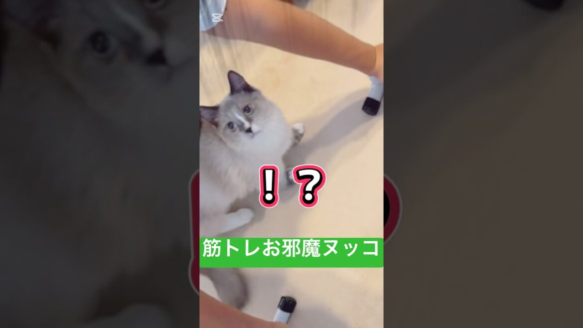 父ちゃんの筋トレを邪魔したヌッコの反応が面白かった🤣 #猫のいる暮らし #保護猫 #マンチカン #cat #筋トレ #ペット動画