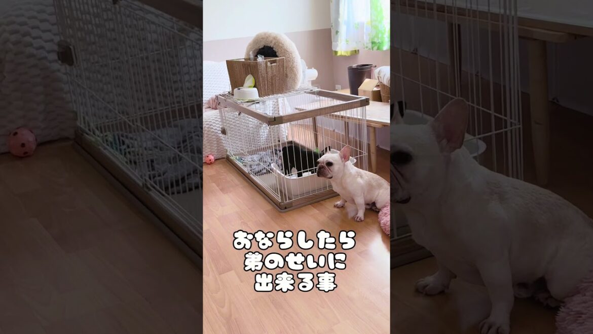 #フレブル兄弟の日常 #フレンチブルドッグ #shorts #frenchbulldog #dog