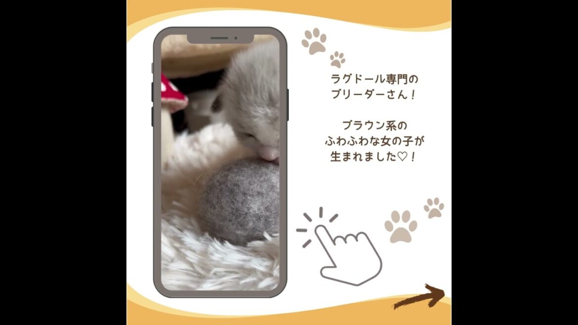 可愛い♡にゃんこ紹介♪ #子猫のいる暮らし #ラグドール子猫 #子猫ブリーダーナビ 可愛い♡にゃんこ紹介♪ #子猫のいる暮らし #ラグドール子猫 #子猫ブリーダーナビ