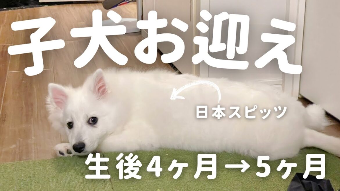 【日本スピッツ】子犬お迎えから1ヶ月｜成長と可愛さが止まらない､､､