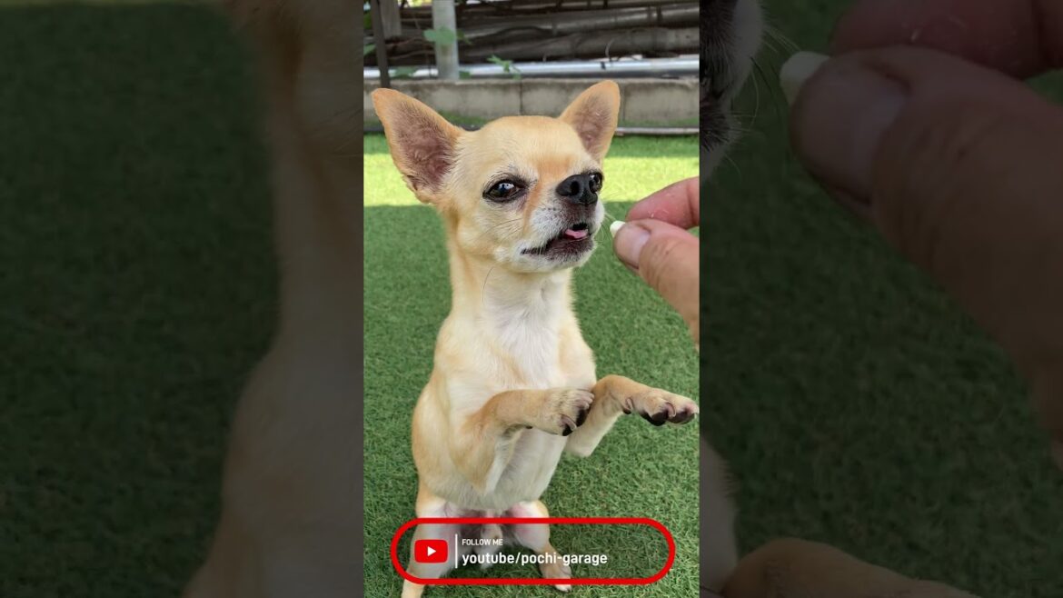肩乗りスムースコートチワワ 今日の三太くん #Shorts #dog