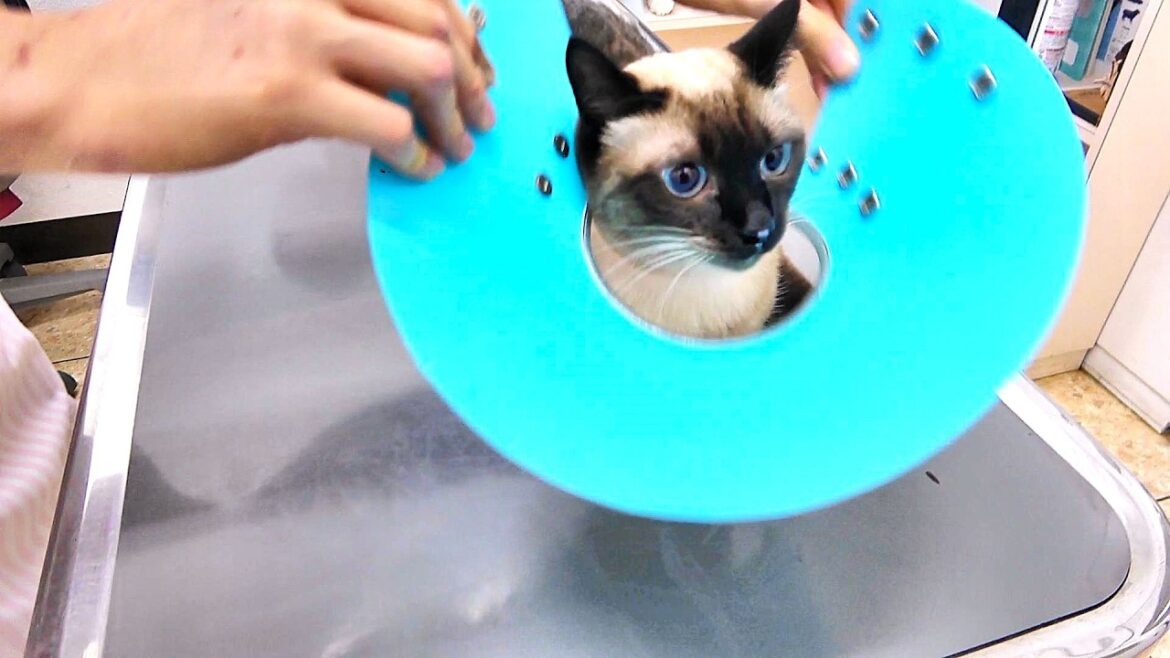採血注射で悲鳴をあげたシャム猫が続けてワクチン注射を打たれた結果🍚