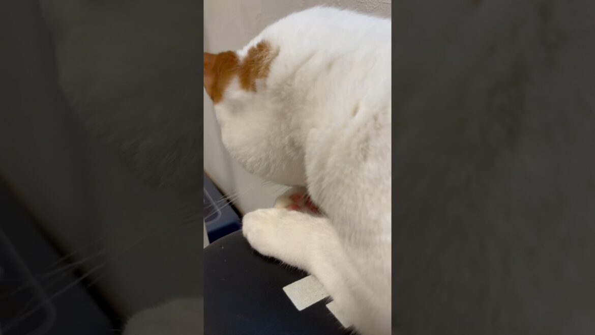 肉球を撮られたくなかった猫。#cat #日本猫 #保護猫