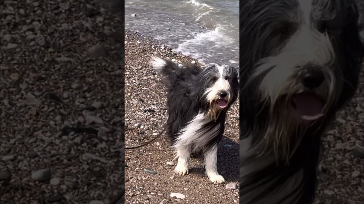 🐶I do like to be by the seaside!😀 #beardedcollie #beachdog #colliedog #shorts #dogshorts