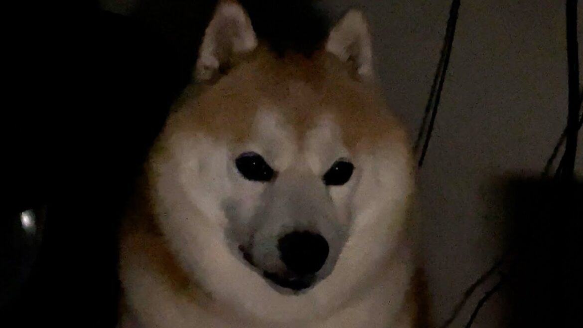 カミナリが鳴ると、覚悟を決めた侍のような顔をする柴犬