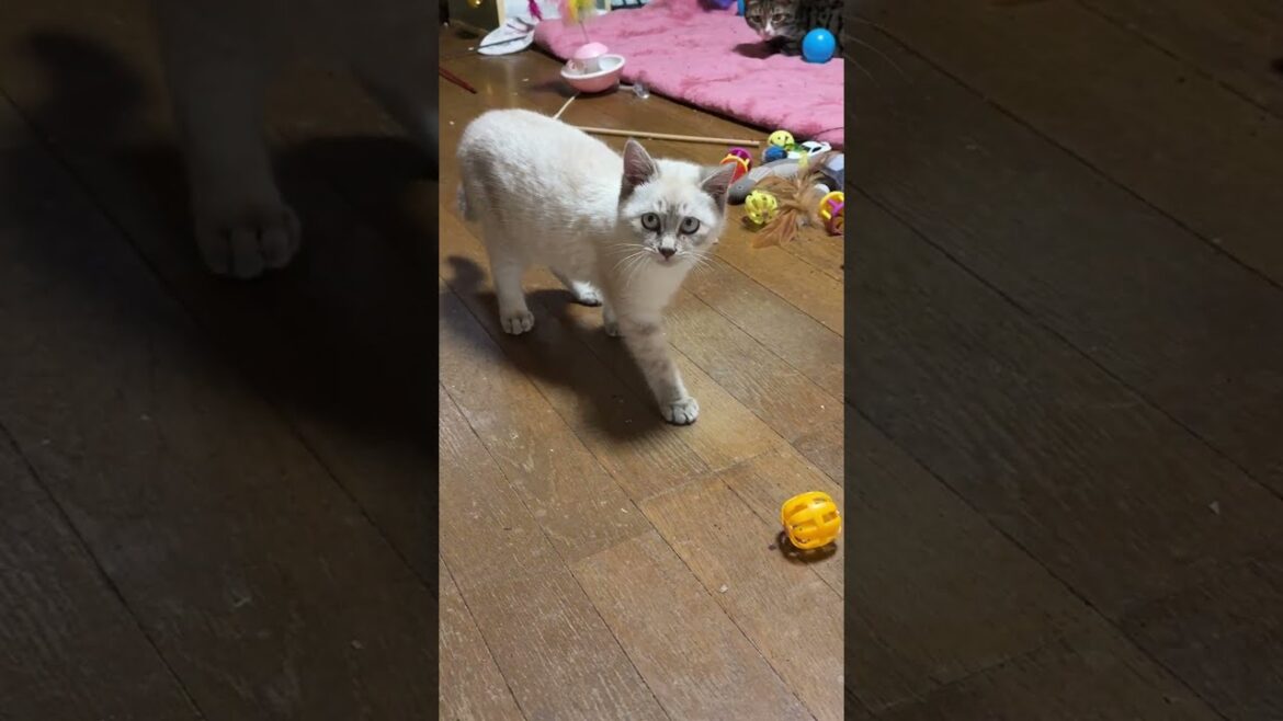 キジシロのルル「シャムの子ネコ雫ちゃん、鈴の入ったボールで遊び始めたね」