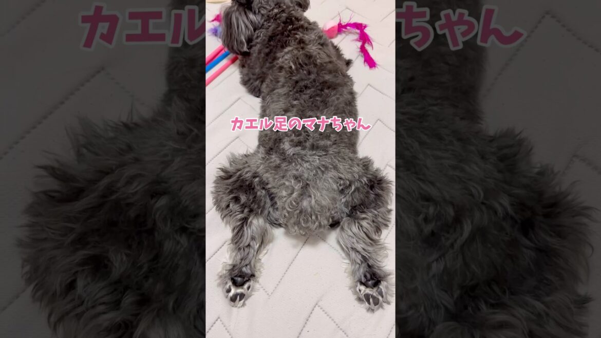 カエル足のマナちゃん #ミニチュアシュナウザー #シュナウザー #犬のいる生活 #元気お届け #わんこ #可愛い #かわいい #癒し #いぬ #わんちゃん #わんわん #柔軟度 #愛犬
